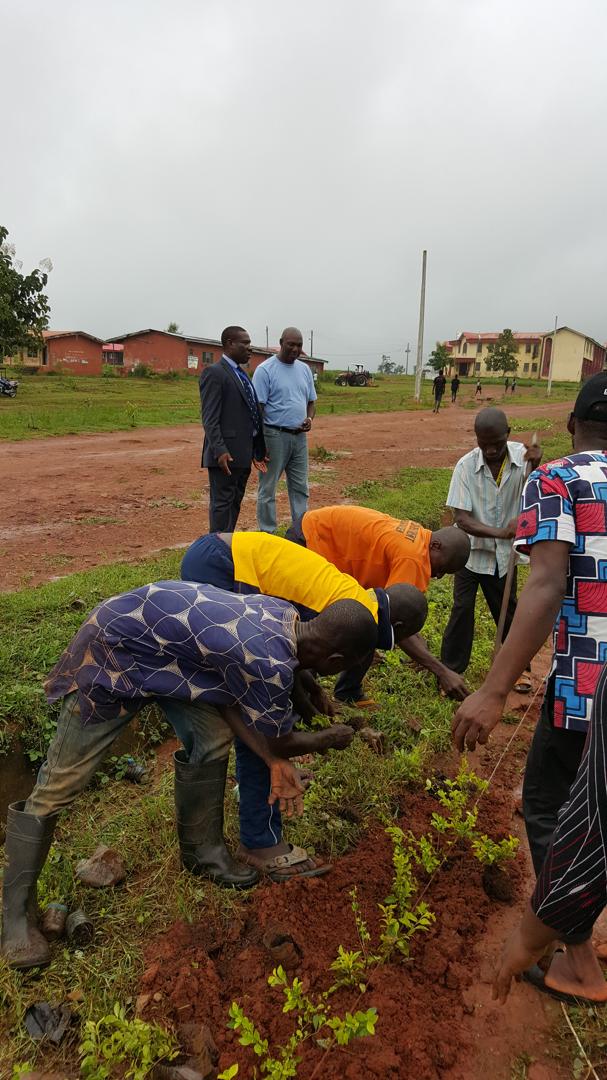 Tree Planting Exercise