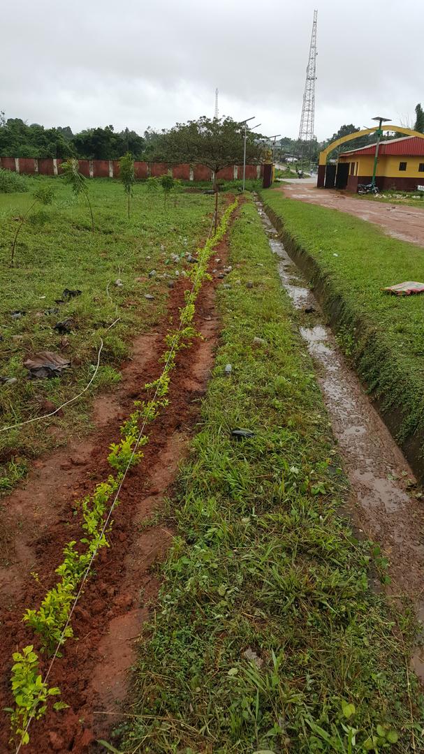 Tree Planting Exercise