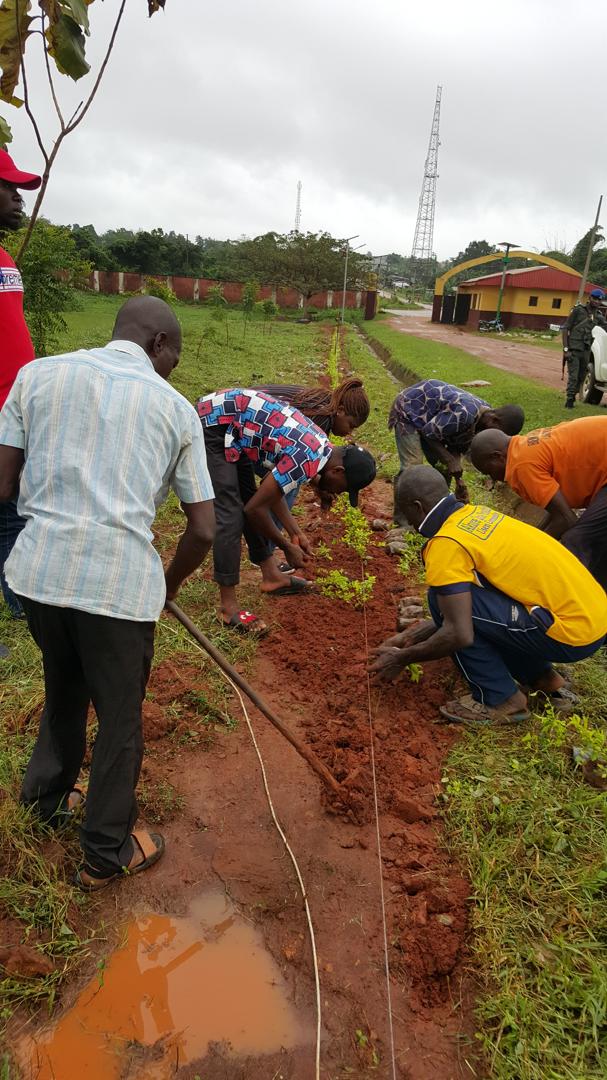 Tree Planting Exercise