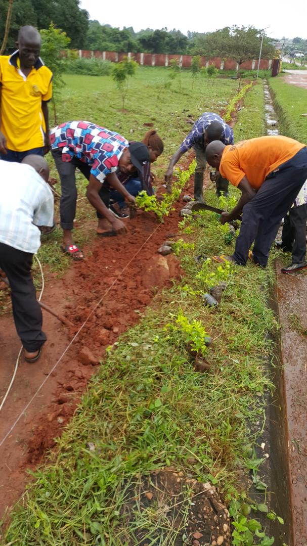 Tree Planting Exercise